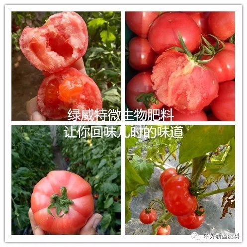 酸甜爽口的口感 施用绿威特微生物菌肥 全程无农药和激素 用《潍坊绿